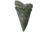 Fossil Broad-Toothed Mako Tooth - South Carolina #214496-1
